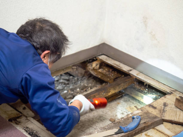 Best Mold Remediation for Specific Building Types in Homosassa, FL
