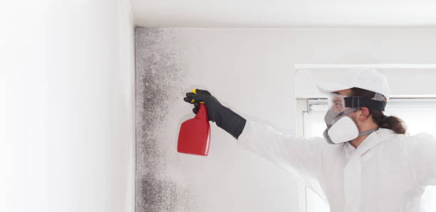 Best Industrial Mold Remediation in Homosassa, FL