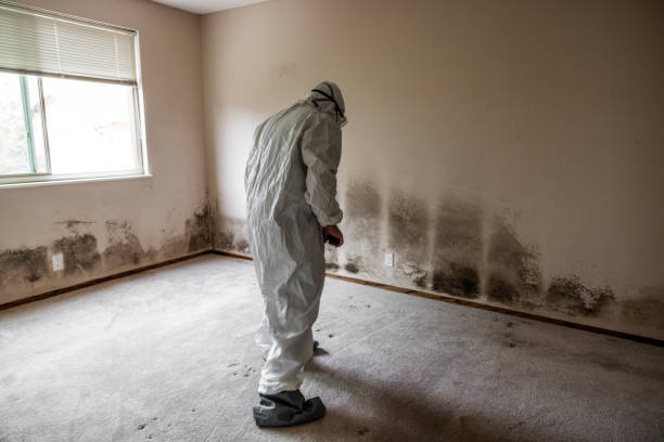 Best HVAC Mold Remediation in Homosassa, FL