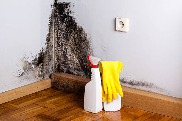 Best Health and Safety Mold Remediation in Homosassa, FL