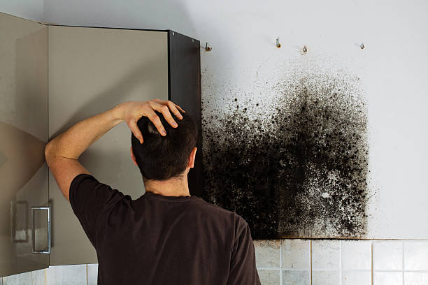 Best Bathroom Mold Remediation in Homosassa, FL