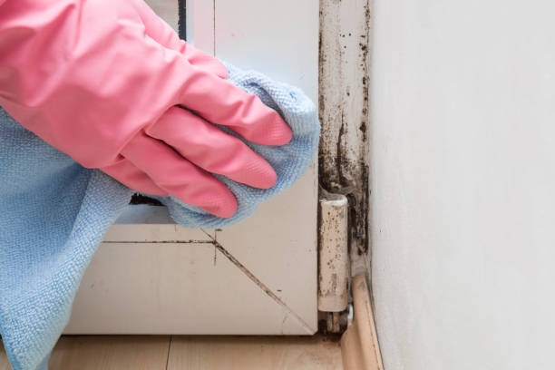 Best Basement Mold Remediation in Homosassa, FL